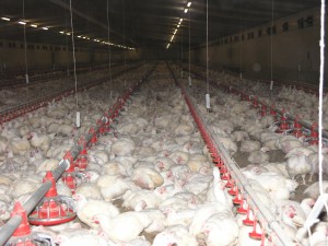 Inside a South African broiler factory farm (Photo by Free Range Chicken Farming South Africa).