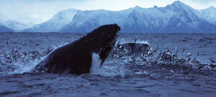 kovacic-investigating-whales-and-dolphins-of-the-norwegian-arctic-c-lucy-bruzzone-h-9_2238